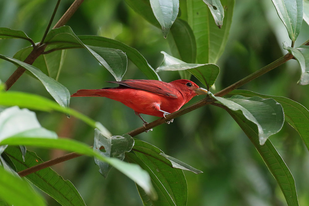 Summertanager